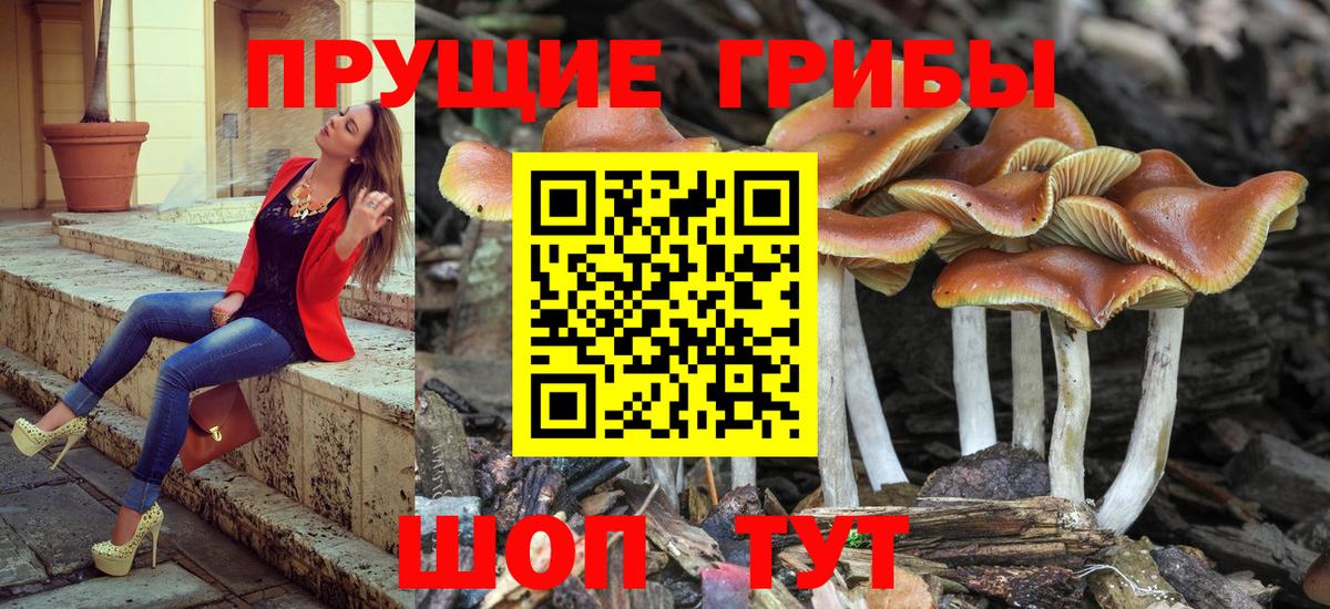 Медногорск  Галлюциногенные грибы Psilocybe  Вход с VPN 